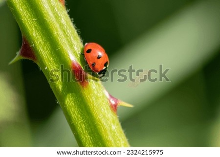 Beneficial insect ladybug red wings and black dotted hunting for plant louses as biological pest control and natural insecticide for organic farming with natural enemies reduces agriculture pesticides