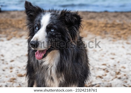 Black and white border collie dog with tongue out stock photo