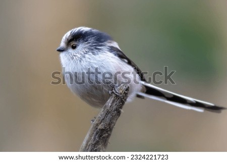 Long-tailed tit (Aegithalos caudatus) perched on a branch Royalty-Free Stock Photo #2324221723