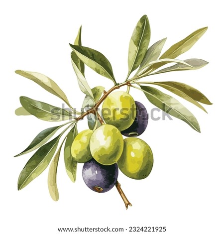 Watercolor green and purple olive branch set. Hand painted floral illustration with olive fruit and tree branches with leaves isolated on white background.vector olive
