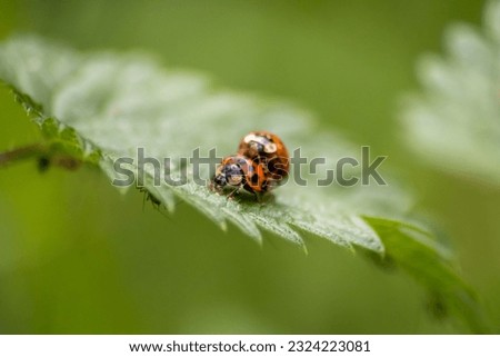 Couple of ladybugs mating as beneficial insect ladybug red wings and black dotted hunting for plant louses as biological pest control and natural insecticide for organic farming ladybug reproduction