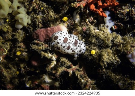Nudibranch in the sea during a dive
