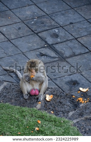 monkey eating fruit on street in lopburi, thailand