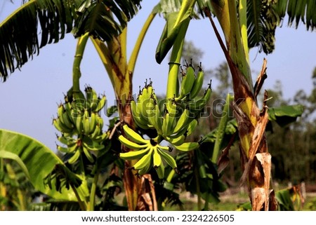 A bunch of bananas on a tree