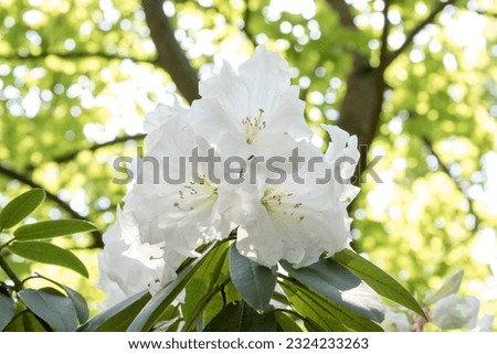 Beautiful close up photo of flowers in park