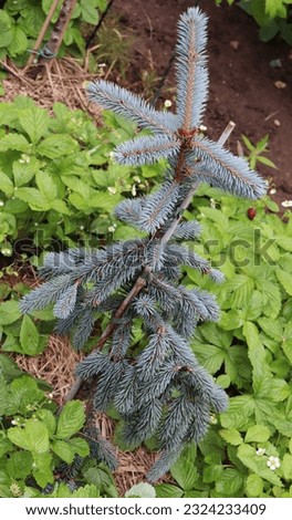 Blue and green color Picea Pungens The Blues plants in a garden in June 2022