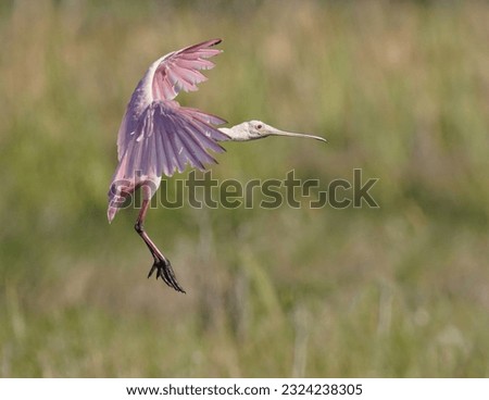 Spoonbill bird roseate in flight flying