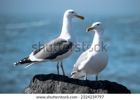 Two Seagulls Perched on Rock in front of Ocean in Arcata, CA