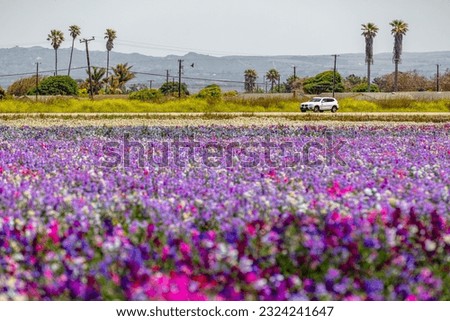 Lompoc, California is renowned for the exquisite blooms of Sweet Peas flowers.