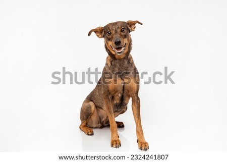 Brown mutt dog isolated on white background Royalty-Free Stock Photo #2324241807