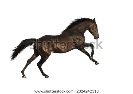 horoughbred horse isolated on white background