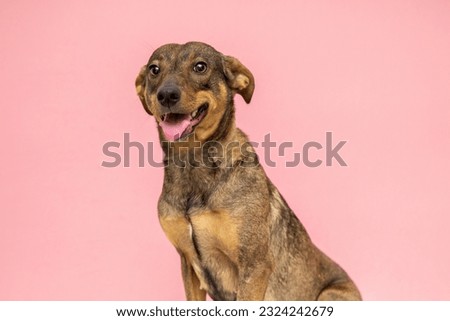 friendly dog isolated on pink background Royalty-Free Stock Photo #2324242679