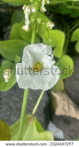 Echinodorus palaefolius var.  latifolius is a beautiful flowering plant and freshens the air, this water jasmine flower is unique because it lives in water.