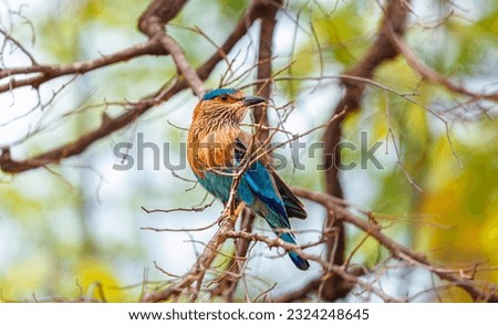 Indian Roller bird on a tree. Bandhavgarh national park, Madhya Pradesh, India Royalty-Free Stock Photo #2324248645