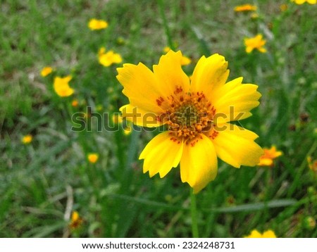 It is a very popular flower.HD Spring Flowers.Its fragrance is very sweet