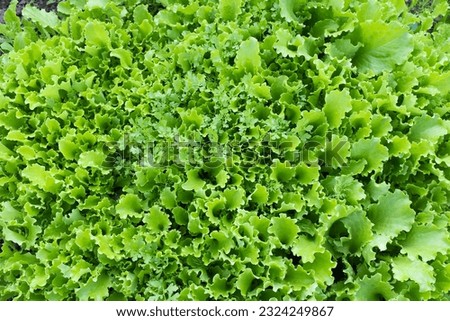 Fresh salad leaves, top view. Background from lettuce leaves plant for publication, design, poster, calendar, post, screensaver, wallpaper, postcard, banner, cover, website. High quality photography