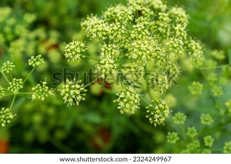 Parsley inflorescence on a blurred background. Ripening parsley seeds for publication, design, poster, calendar, post, screensaver, wallpaper, card, banner, cover, website. High quality photography