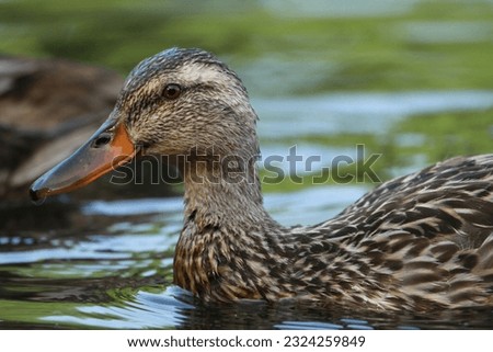 Female Mallard standing side and front view in a pond looking. Fallen dead tree in the background.