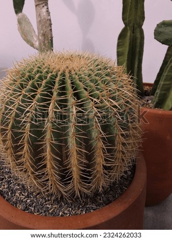 Close up photo of the cactus
