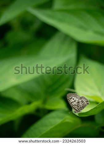 Zebra Blue butterfly with free space for text and message. Vertical picture.