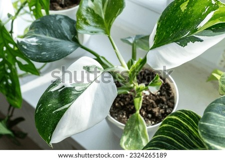 Close up of leaves philodendron white princess in the pot at home. Indoor gardening. Hobby. Green houseplants. Modern room decor, interior. Lifestyle, Still life with plants Royalty-Free Stock Photo #2324265189