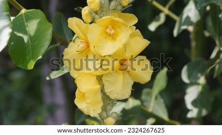 Spring flora delight: Beauty of Denseflower mullein (Verbascum Densiflorum) Yellow floral splendor at the park