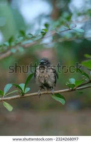 sparrows between tree branches. bondol, peking, rice pests.