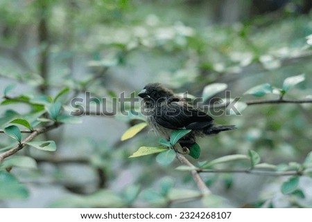 sparrows between tree branches. bondol, peking, rice pests.