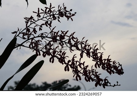Orchids in the garden on selective focus. Silhouette.