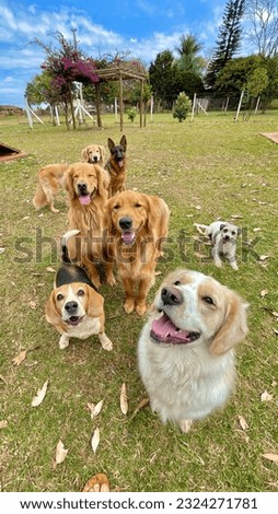 Portrait of cute dog pack playing and having fun at dog daycare and hotel posing with tongue out out in the nature Royalty-Free Stock Photo #2324271781