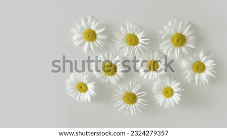 Daisies on a white background. Volumetric lighting with a slight shadow. Delicate floral background for design. Flat layout. Still life. Close-up. Place for text.