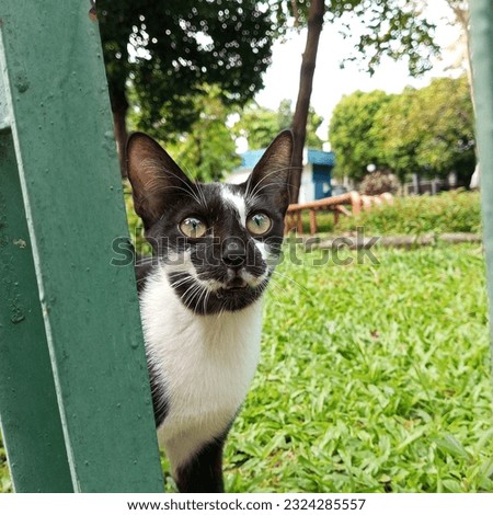 A fully alert cat looks surprised when this pic is taken. His or her eyes tell us his or her alertness for being photographed!
