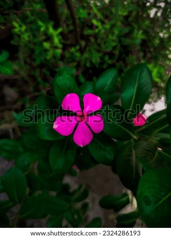 Madagascar Periwinkle.Madagascar Periwinkle is native to Madagascar, but grown elsewhere as an ornamental and medicinal plant.