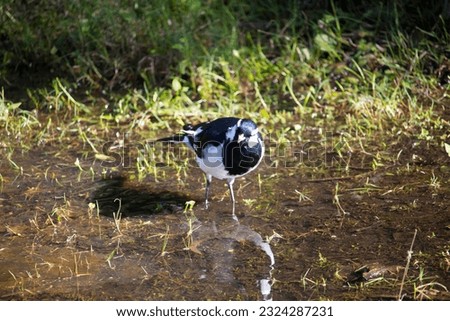 A friendly black and white Magpie-lark (Grallina cyanoleuca) an Australian bird with pee-o-wit' cry called Pee Wee , Murray magpie or Mudlark looks for food on a late morning in late winter. Royalty-Free Stock Photo #2324287231