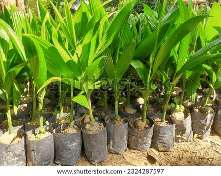 We plant trees for sale. All tree pictures are from our farm. They are Thai people like to grow. Coffee, jackfruit, palm, areca palm 
 , rose apple and mango.