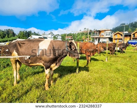 Cattle, cows ( sapi ) in animal markets to prepare sacrifices on Eid al-Adha. Royalty-Free Stock Photo #2324288337