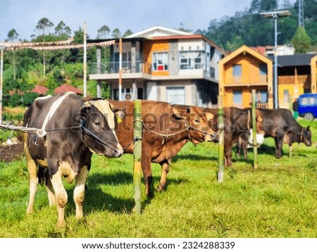 Cattle, cows ( sapi ) in animal markets to prepare sacrifices on Eid al-Adha. Royalty-Free Stock Photo #2324288339