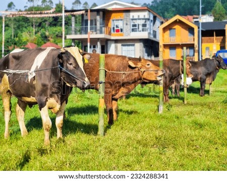 Cattle, cows ( sapi ) in animal markets to prepare sacrifices on Eid al-Adha. Royalty-Free Stock Photo #2324288341