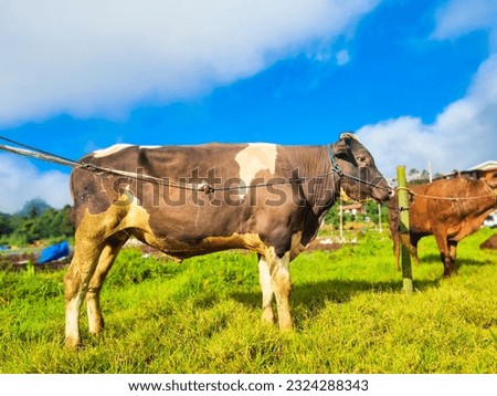 Cattle, cows ( sapi ) in animal markets to prepare sacrifices on Eid al-Adha. Royalty-Free Stock Photo #2324288343