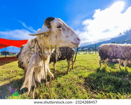 Cattle, sheep ( domba ) in animal markets to prepare sacrifices on Eid al-Adha. Royalty-Free Stock Photo #2324288457