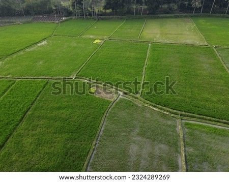 Aerial panoramic photography of rice fields in the tourist area of ​​Borobudur temple
