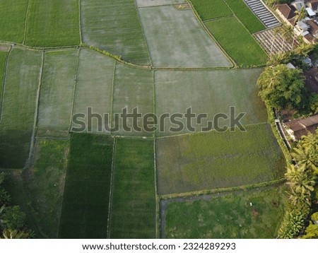 Aerial panoramic photography of rice fields in the tourist area of ​​Borobudur temple
