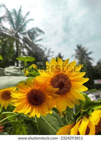 bright sunflowers against a tree and cloudy background