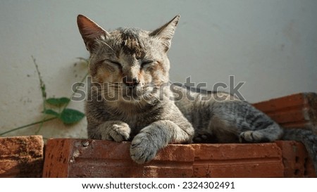 moggy cat or mutt cat sitting on a pile of bricks Royalty-Free Stock Photo #2324302491