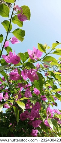Ornamental plant, purple to pinkish bougainvillea flowers, against a blue sky background