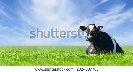 Cow on the lawn. Spotted cow grazing on beautiful green meadow. holstein cow, resting in a meadow. Black and white cow, eco farming in Nederlands. Royalty-Free Stock Photo #2324307703