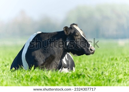 Cow on the lawn. Spotted cow grazing on beautiful green meadow. holstein cow, resting in a meadow. Black and white cow, eco farming in Nederlands. Royalty-Free Stock Photo #2324307717