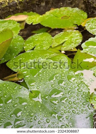 a picture of wet lotus leaf
