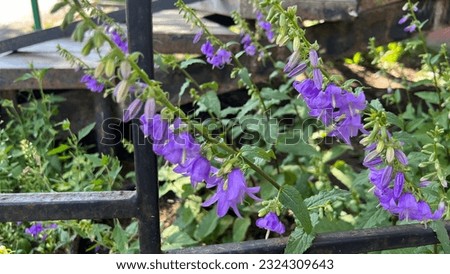 Bells on the flowerbed in the city