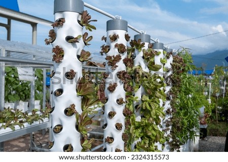 vertical hydroponic gardens, tower hydroponic gardens using pipes Royalty-Free Stock Photo #2324315573